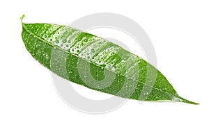 Green mango leaf with water drops