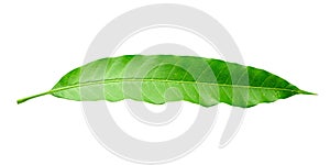 Green Mango leaves  isolated on white background
