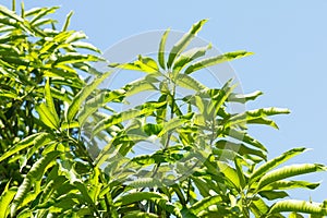 Green Mango leaves