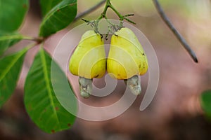 Green mango from my garden