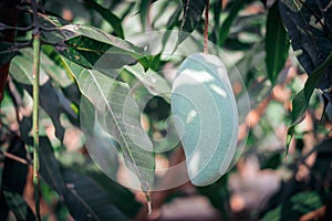 Green mango on the tree