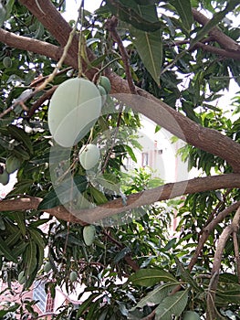 Green mango tree closeup