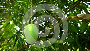 Green Mango on the tree in the farm. water drop on Mango against the background of green leave.