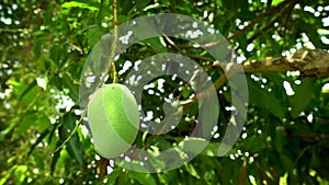 Green Mango on the tree in the farm. water drop on Mango against the background of green leave.