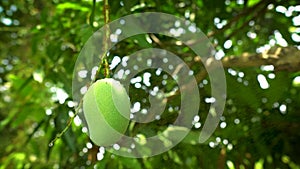 Green Mango on the tree in the farm. water drop on Mango against the background of green leave.