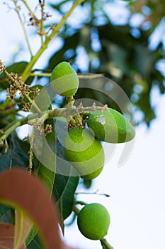 Green mango tree garden in fresh Mango flowers on sunny day summertime