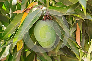 Green mango on tree in garden