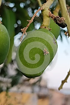 Green mango on tree in garden