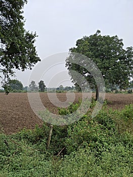 Green mango tree in perfect shape