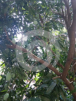 Green mango tree on the roof