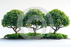 Green mango trees isolated on white