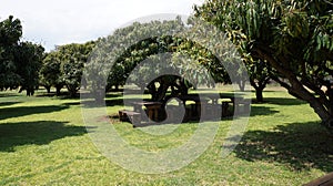 Green mango trees and under them wooden benches and a table, South Africa