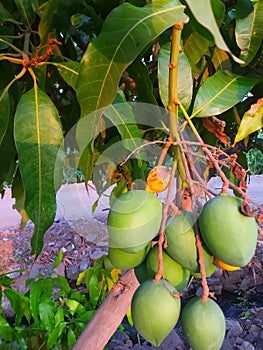 Green Mangoe With Leaf Fruit Mango