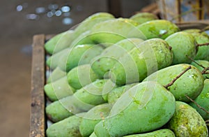 Green mangoes in the fresh market