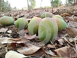 Green mangoes on the graund