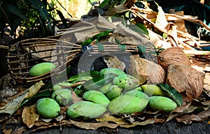 green mangoes with long-handled fruit-pickeron and