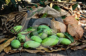 Green mangoes with long-handled fruit-pickeron and coconuts dry leafs