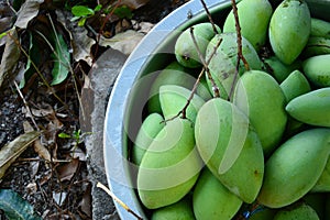 Green mangoes in stell basin
