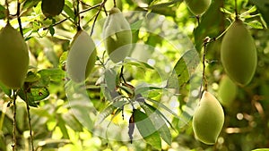 Green mangoes on the tree