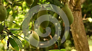 Green mangoes on the tree