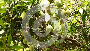 Green mangoes on the tree