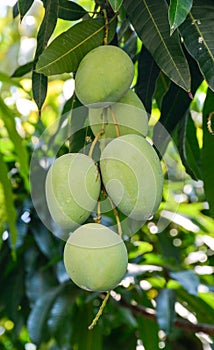 Green mangoes