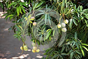 Green mangoes in the tree