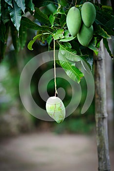 Green mangoes