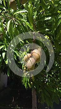 Green mangos under the sun