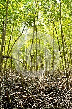 Green mangrove forest