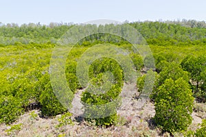 Green mangrove forest