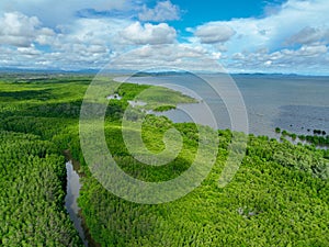 Green mangrove forest. Carbon sequestration and storage. Blue carbon ecosystem. Mitigation of climate change impacts. Mangrove