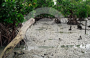 Green mangrove forest with mudflats. Mangrove ecosystem. Natural carbon sinks. Mangroves capture CO2 from the atmosphere. Blue