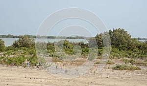 Green mangroves in Al Mafjar, Qatar