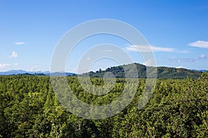 Green mangroves forest with mountains and blue sky with white clouds in summer sunny day as a natural background