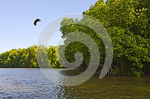 Green mangroves forest in the river with blue sky background