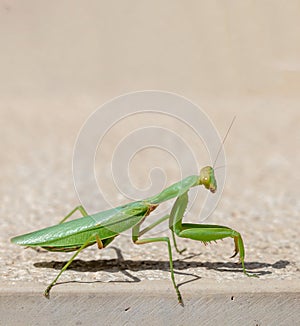 Green mantid, mantidae on beige color wall background