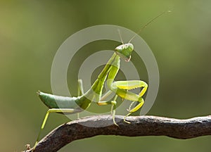 Green mantis.