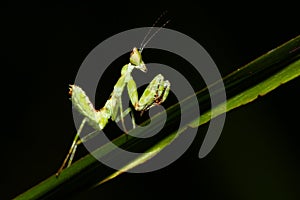 Green mantis photo