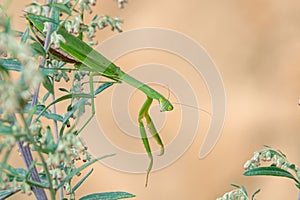 green mantis