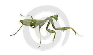 Green mantis