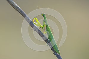 Green mantis on a branch close-up