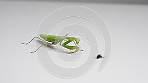 Green mantis catching prey in the form of a fly on a white background