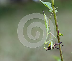 Green mantis eats a brown grasshopper