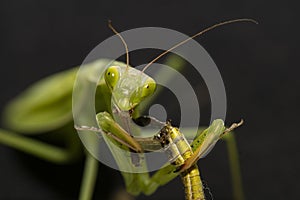 Green mantis eats a grasshopper