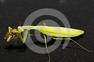 Green mantis eats a grasshopper