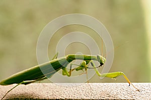 Green mantis eats a grasshopper.Mantis