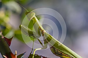 Green mantis female sits on a rose bush