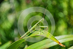 Green Mantis. The green mantis sits on the green leaves of a flower in the garden.