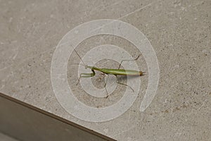 Green mantis insect sitting on concrete floor